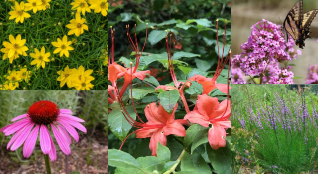 Native Plant Sale Image