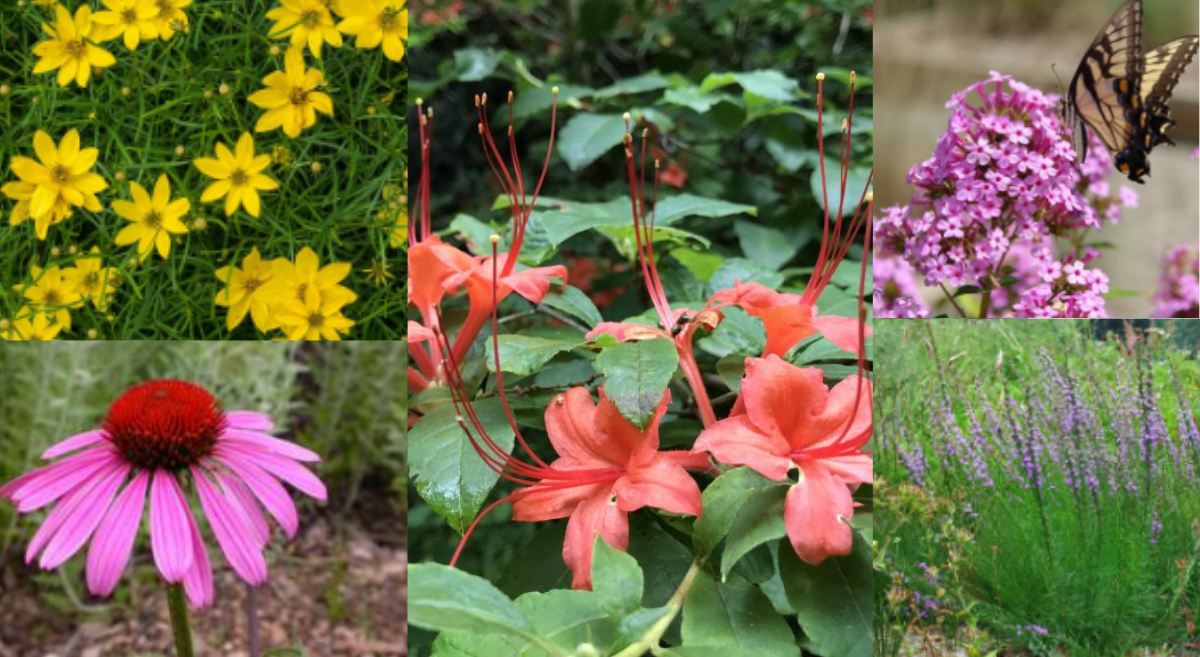 Native Plant Sale Image