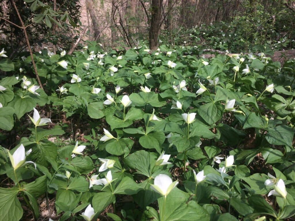 Bald Mountain Roadless Rules Event Photo