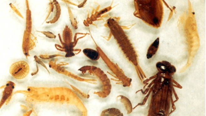 macroinvertebate photo