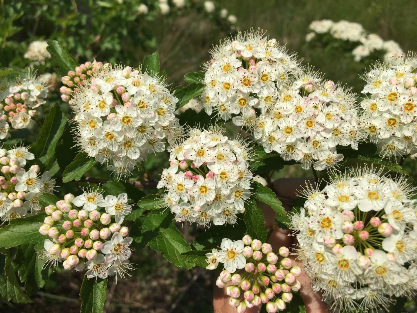 Plant-Sale-Option1-Common-ninebark