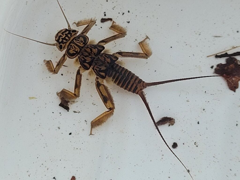 Stonefly