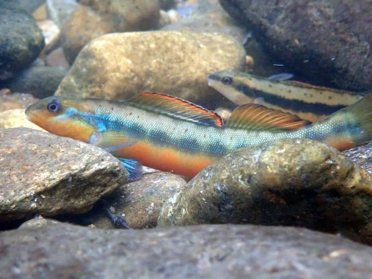 Tangerine Darter