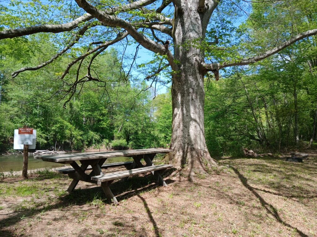 MountainTrue's new Beech Bluff campsite in Henderson County includes a fire ring and picnic table under a large Beech tree overlooking the French Broad River.