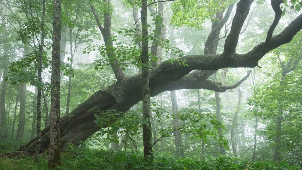 old growth craggy