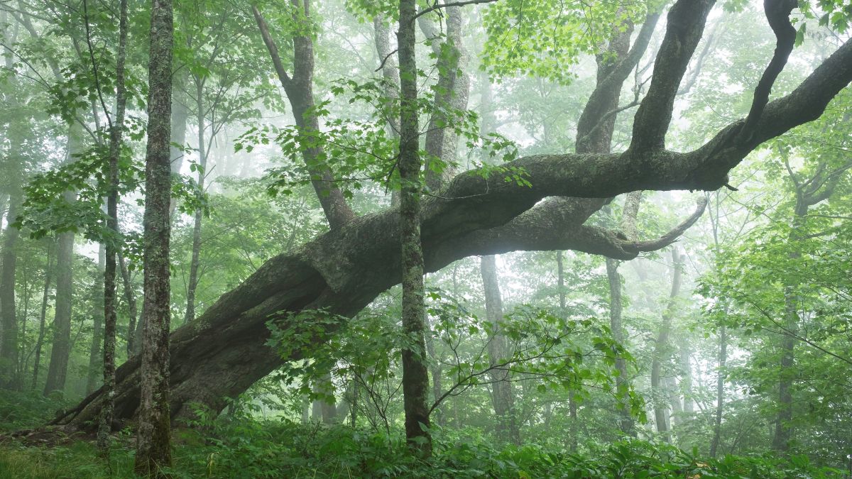 old growth craggy